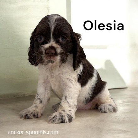 puppy, for, sale, Cocker Spaniel, Joe & Cherri  Overlease, dog, breeder, Miller, MO, dog-breeder, puppy-for-sale, forsale, nearby, find, puppyfind, locator, puppylocator, aca